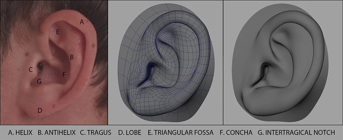 Городок уши. Ухо референс. Ухо ракурсы. Ухо в три четверти. Ухо человека референс.