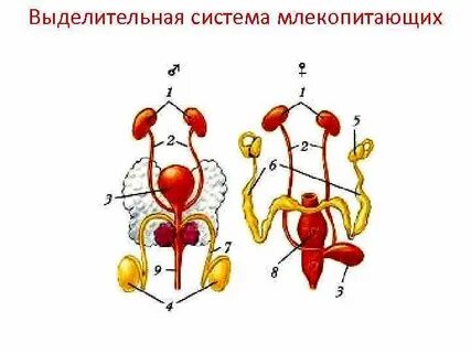 Органы выделительной системы млекопитающих