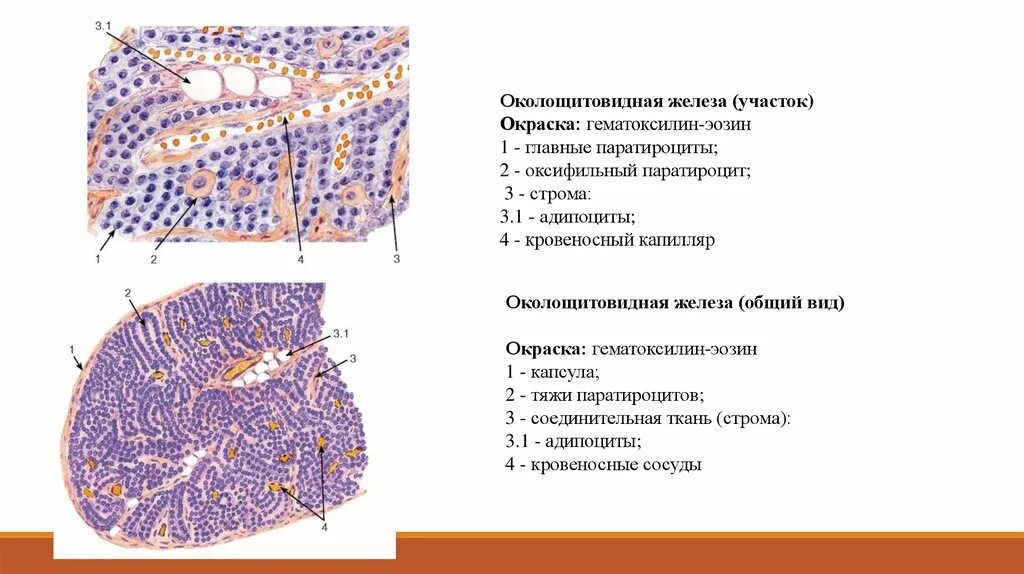 Паращитовидная гистология. Околощитовидная железа гистология препарат. строение паращитовидной железы гистология. паращитовидная железа гистология препарат. паращитовилная длеща сроение гистология.