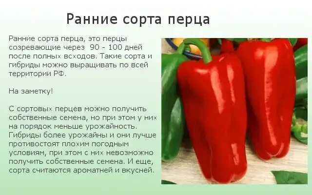 Ранние сорта перца сладкого для открытого грунта. Перец сладкий Сибирский бонус. Перец мясистый сорт. Перец болгарский мясистые сорта. Ультраранние сорта перца.