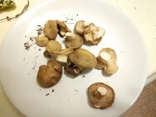 Грибная ростов. Ростовские грибы синеножка. Грибная ростов. Грибная ростов. Грибная ростов.