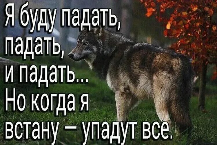 Быть 3 5 10 но. Цитаты волка про падение. Цитаты волка падал. Волк с надписью. Цитаты про Волков упал.