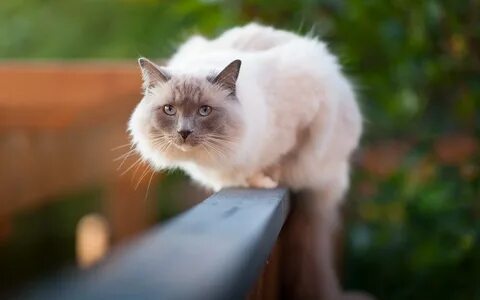 Кот на рабочий стол компьютера