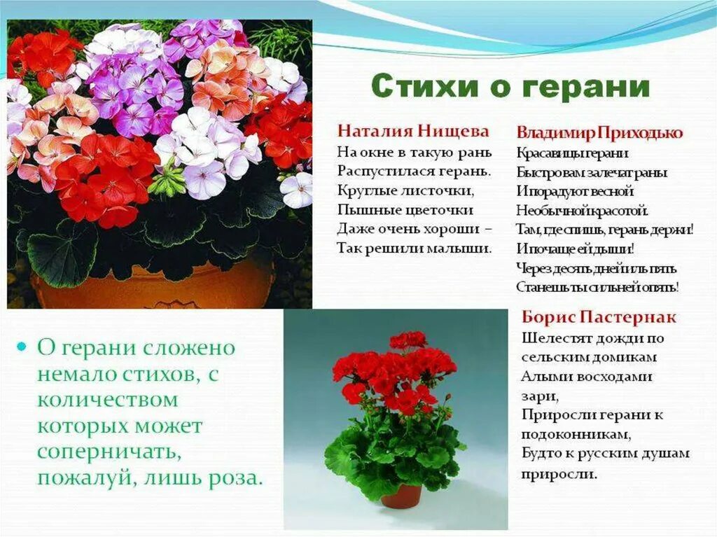 Комнатные цветы герань, бегония,. Родина герани комнатного растения. Герань пеларгония родина растения. Герань род семейство гераниевые. Паспорт растения герань пеларгония.