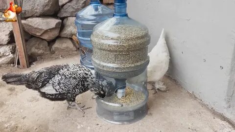 Поилки для несушек своими руками