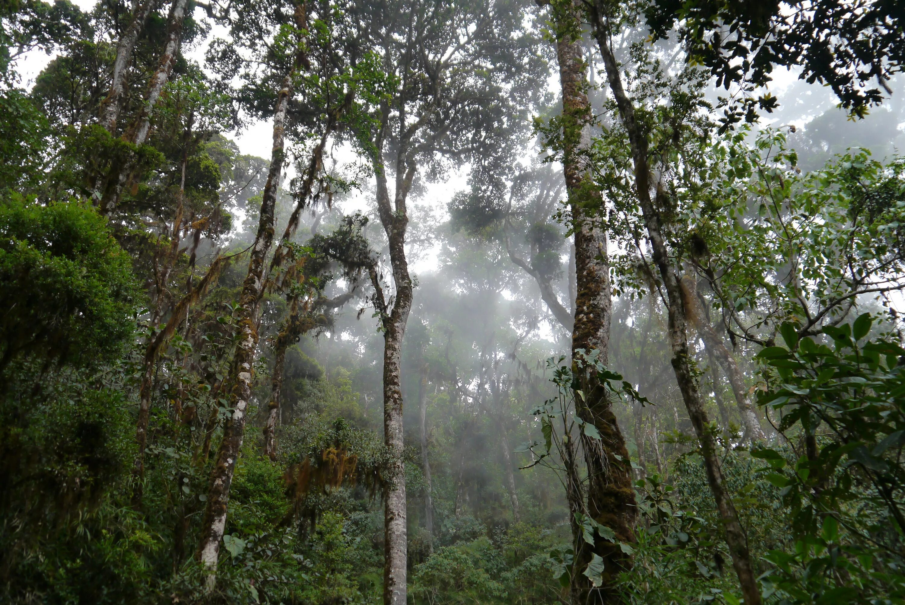Люди живущие в экваториальном климате имеют уплощенный. Дождевые леса Австралии Баньян. Муссонный вечнозеленый лес. Муссонные субтропические леса Евразии. Тропическими дождевыми вечнозелеными леса Африки.