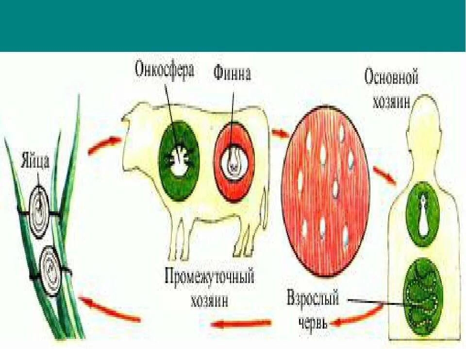 онкосфера финна. альвеококкоз онкосфера. бычий и свиной цепень строение. онкосфера финна. яйца свиного цепня микроскоп.
