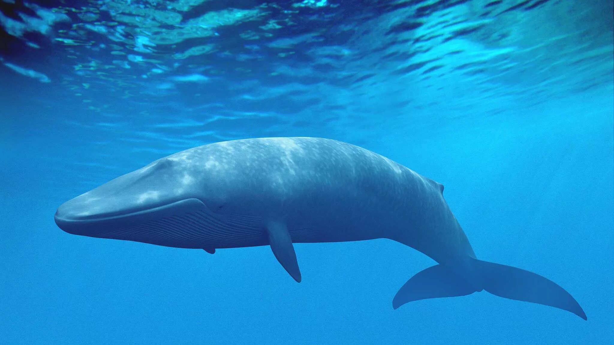 Где живут синие. Кит. Самое большое животное в мире. Самая красное животное в мире. Китообразные самый большой кит.