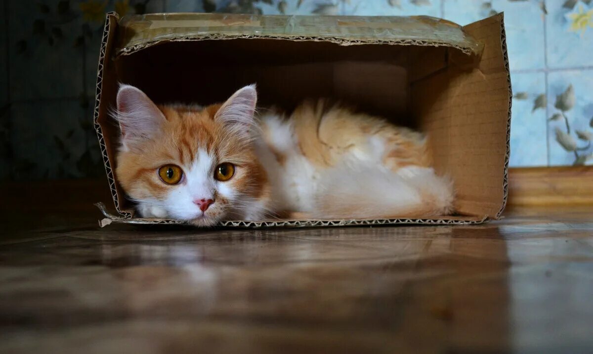 Рыжий кот в коробке. Котята в коробке. рыжий котенок в коробке. рыжий котик в коробке. рыжая кошка в коробке.