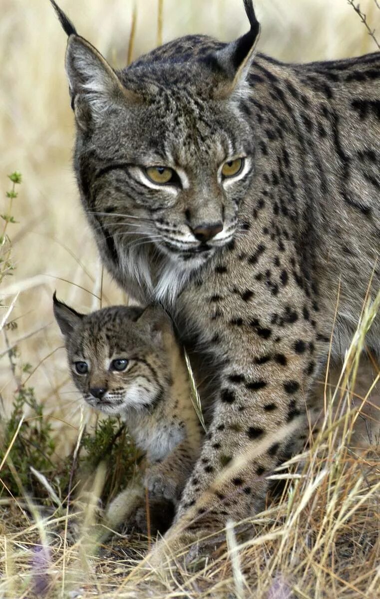 Иберийская Рысь. Lynx pardinus Пиренейская Рысь. Пиренейская (испанская) Рысь. Сервал и Рысь. Взять рысь