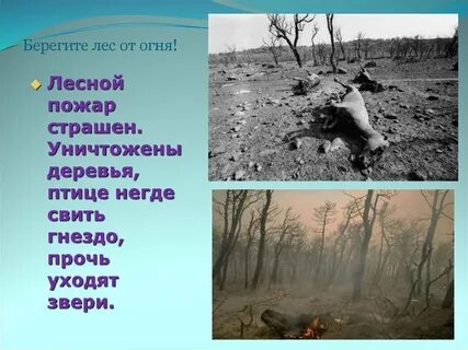 Берегите лес он очищает воздух
