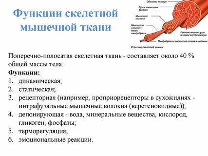 Каковы основные функции скелетных мышц