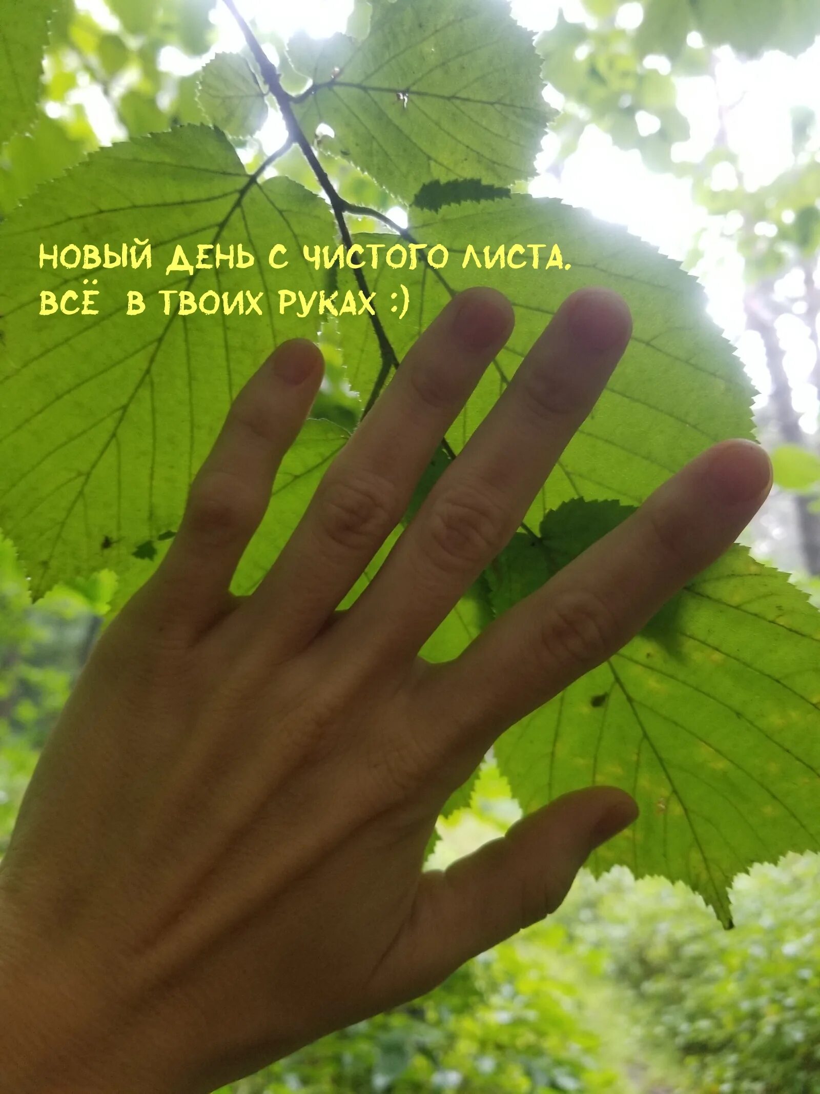 Я чист как лист. Новый день чистый лист. новый день как чистый лист картинки. лист чистоты. а новый день как листик чистый картинки.