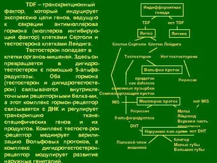 Ген вел