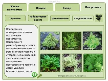 Сравнительная таблица мхи папоротники хвощи и плауны