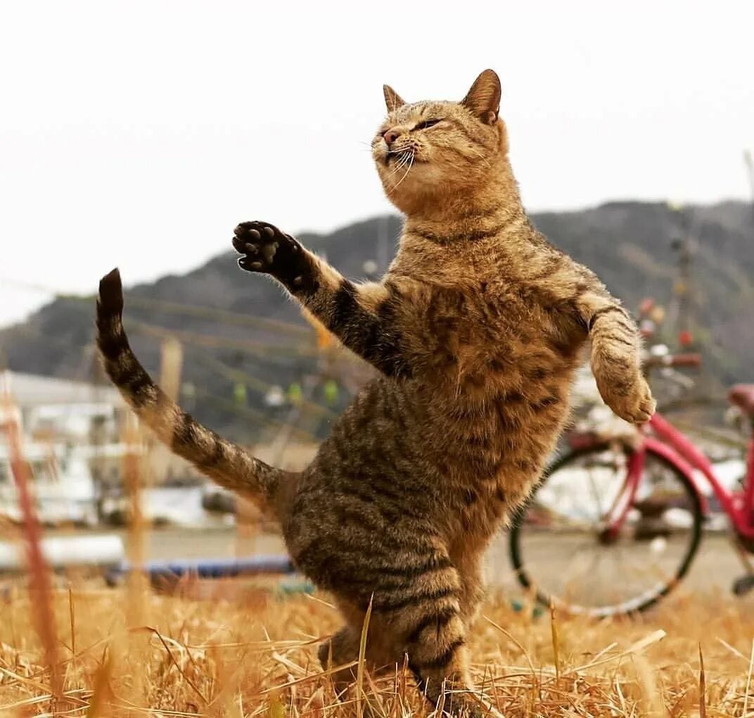 Где котики танцуют. Танцующий кот. Кошка танцует. Животные паркуристы. Танцующие котики картинки.