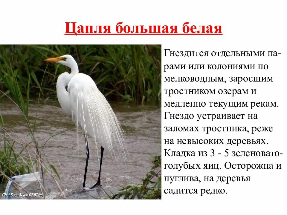 Белые цапли текст