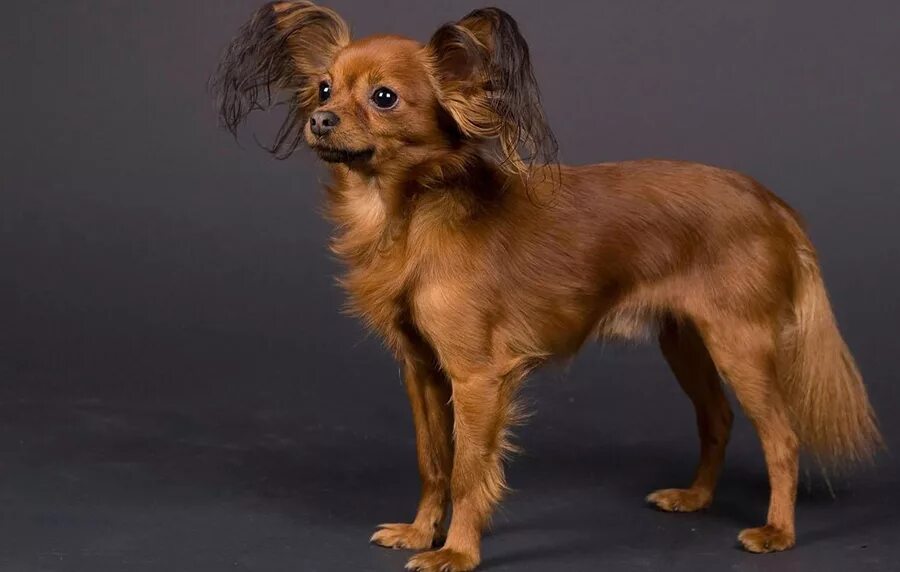 йоркширский терьер стандарт. австралийский шелковистый терьер. австралийский шелковистый терьер. маленькие собаки с маленькой шерстью. лхасский терьер апсо.