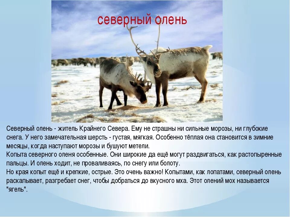 На каком материке северный олень. Рассказ про Северного оленя. Северный олень описание. Рассказ о Северном олене. Доклад о животных севера.