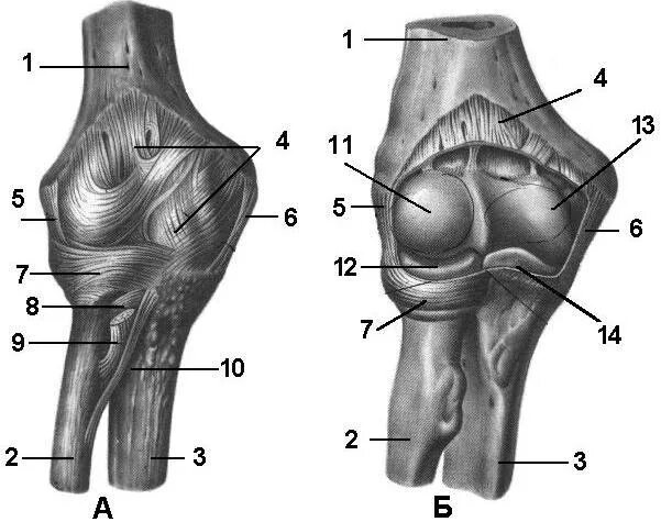 Соединение костей верхних конечностей локтевой сустав. Связки локтевого сустава анатомия. Соединения костей верхней конечности плечелоктевой сустав. Соединение костей плечевого пояса.