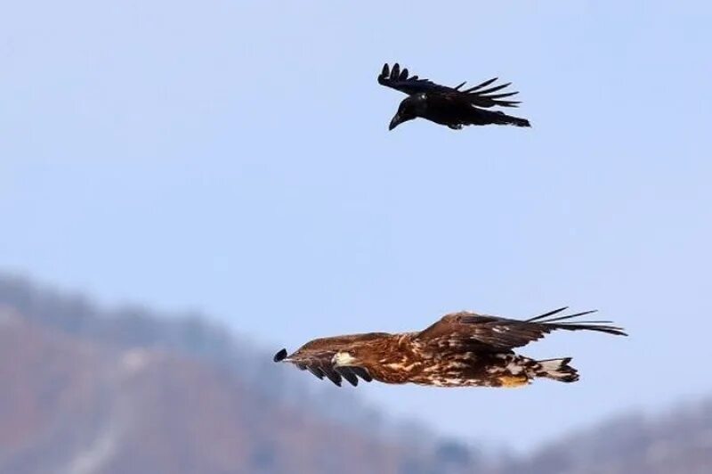 Орел и другие птицы. Орел и ворона. Ворона катается на Орле. Орел и ворон. Ворона на спине орла.