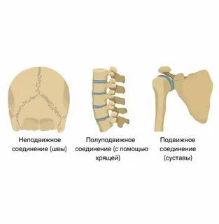 Кости таза соединены между собой подвижно