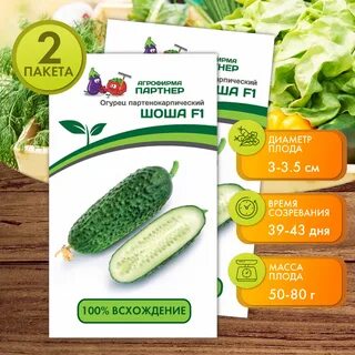 Агрофирма огурцы