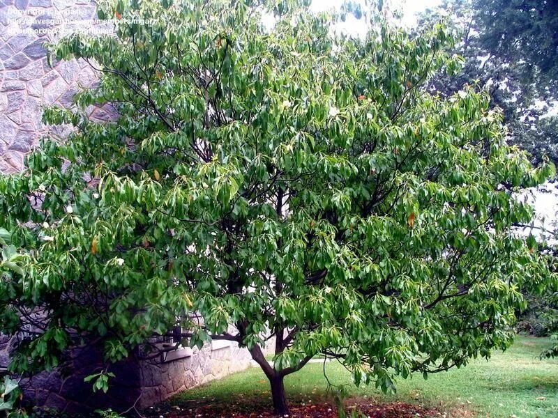 Option tree