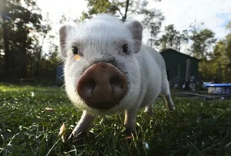 Pig latin