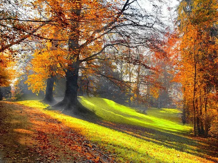 солнечный день фото - Поиск в Google Autumn landscape, Autumn leaves wallpaper, 