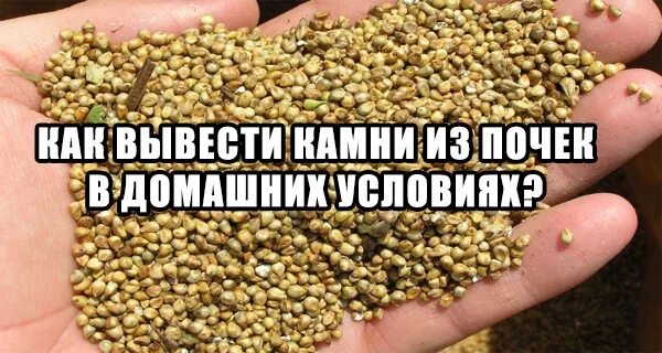 Как быстро вывести камень. Вывести камни из почек в домашних. выведение камней из почек. выведение камней, песка из почек.