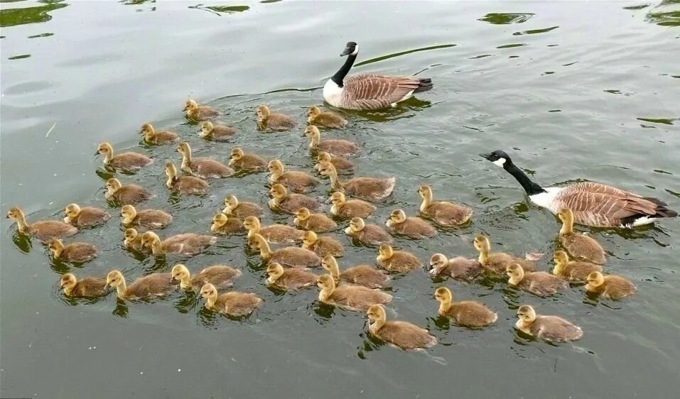 Много уток. Несколько уток. Куча уточек. Очень много уток. Утки много уток.