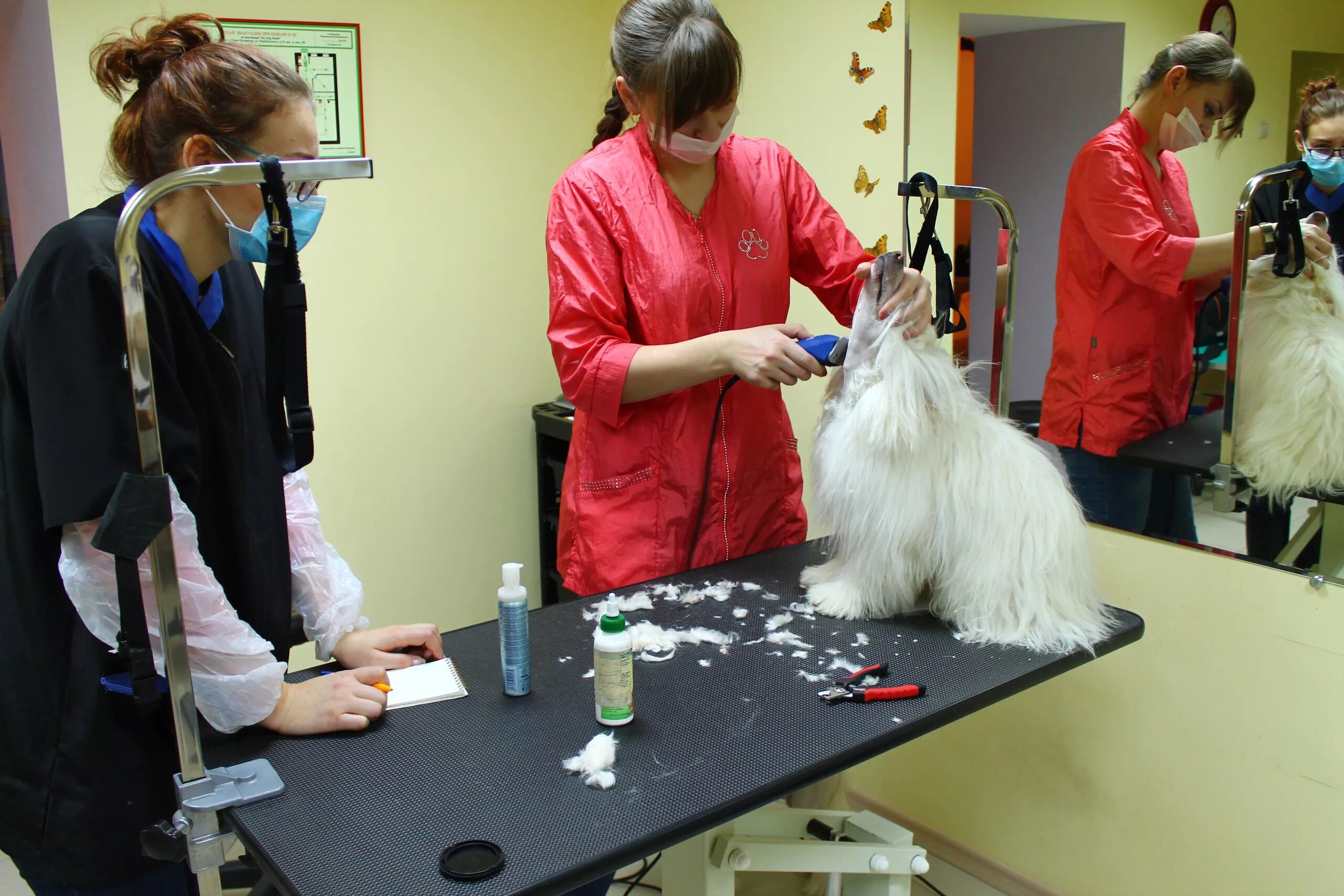 Груминг собак. Груминг собак. Груминг животных обучение. Арчибальд груминг салон на усиевича. Собака с прической.