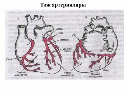 Артерии миокарда