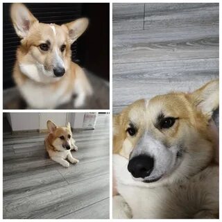 Найдена корги