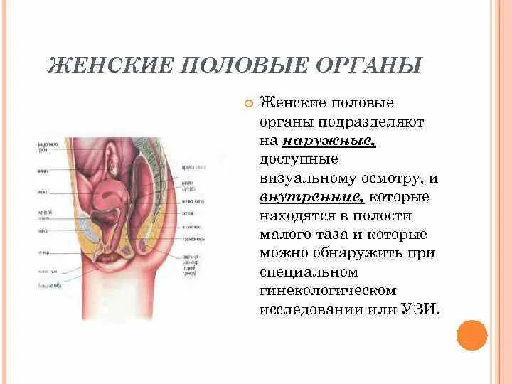 Строение женских половых органов анатомия. Строение и функции наружных половых органов женщины.. Наружные женские органы строение анатомия и физиология. Анатомия и физиология наружных половых органов женщины.