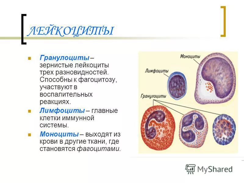 Клетки организма способные к фагоцитозу