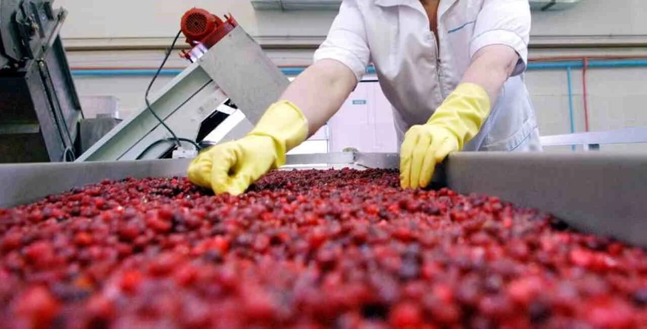 Завод ягоды Карелии. Цех по переработке ягод. Фабрика по переработке ягод. Ягодный цех по переработке ягод.