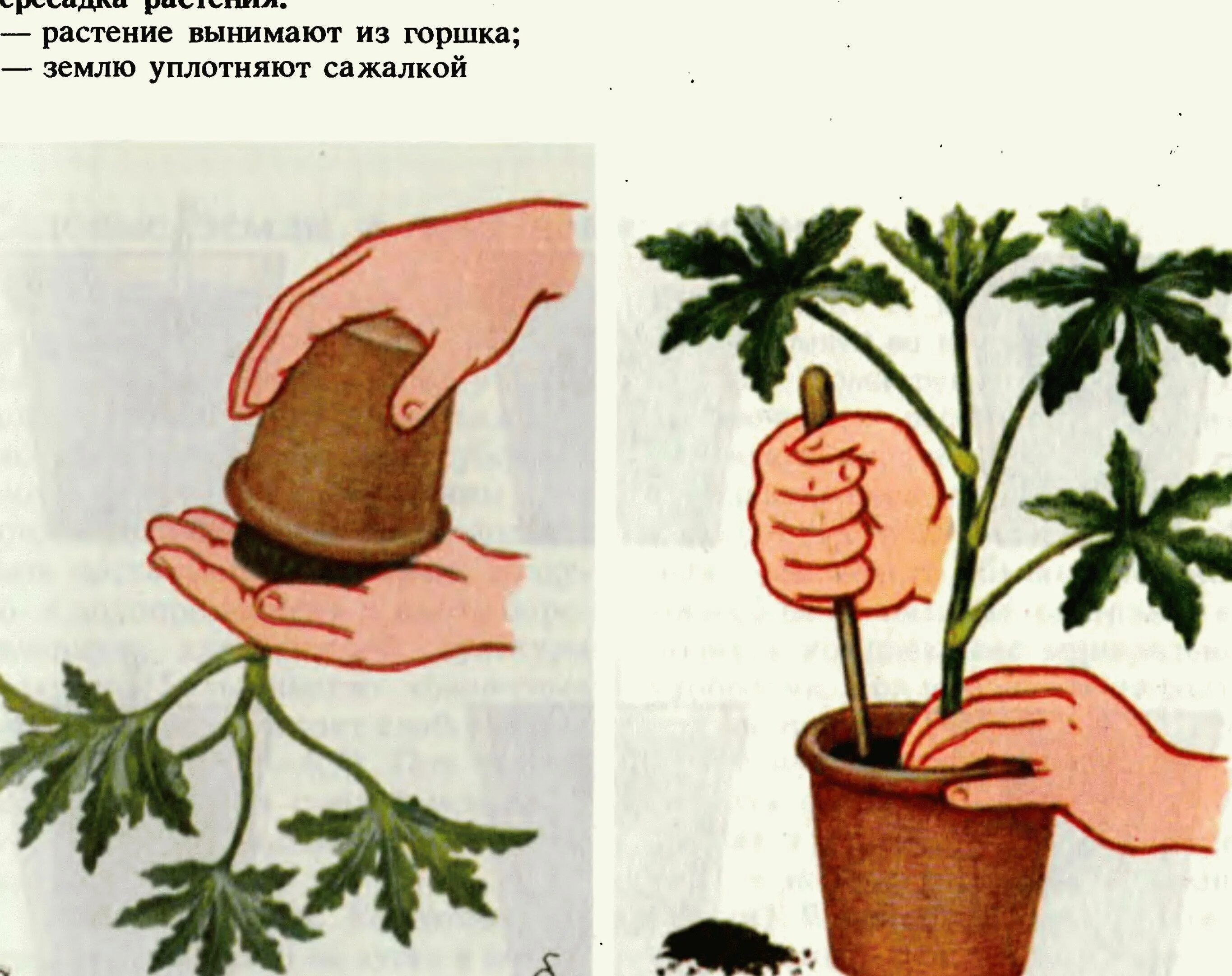 Пересадка растений. Посадка комнатных растений. Этапы пересадки растений. Пересаживает растение. Пересадка определение