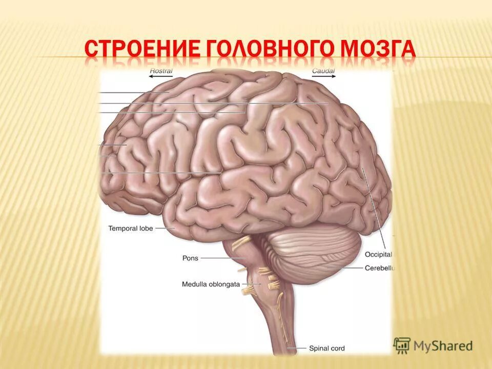 Структура и строение головного мозга схема. Структурные отделы головного мозга. Отделы головного мозга человека анатомия. Строение головного мозга анатомия человека. Внешнее строение полушарий головного мозга.