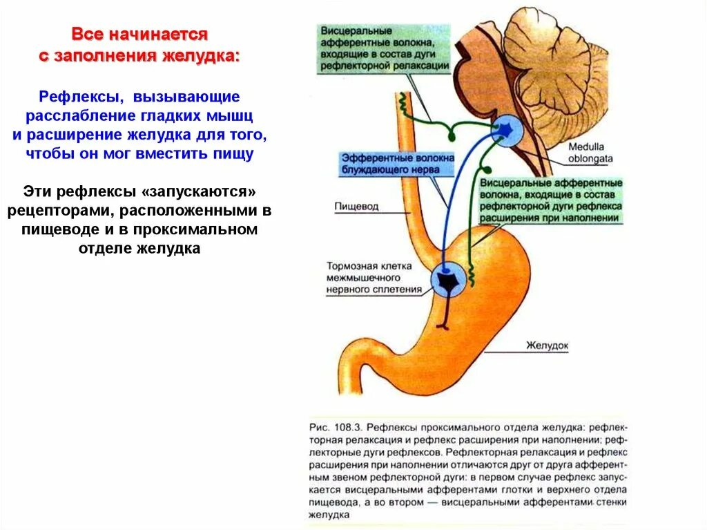 Схема рефлекторной дуги желудочной секреции. Рефлекторная дуга выработки желудочного сока. Рефлекторная дуга парасимпатической регуляции желудка. Рефлекторная дуга физиология секреции кишечного сока.