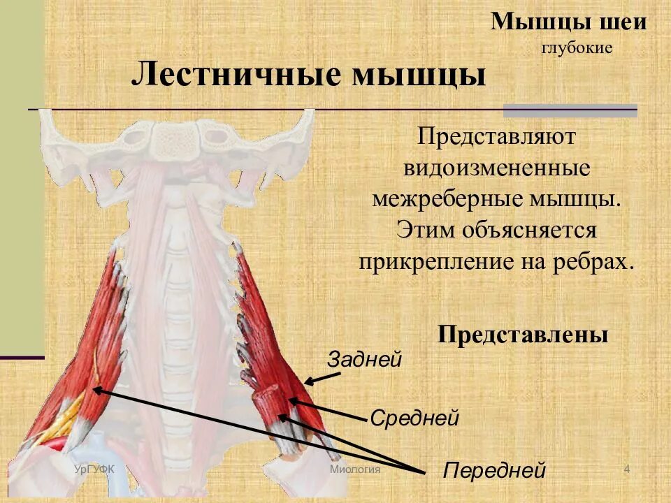 Лестничные мышцы анатомия. Передние лестничные мышцы шеи анатомия. Лестничные мышцы шеи анатомия функции. Передняя лестничная мышца шеи анатомия. Лестничные мышцы мышцы шеи.