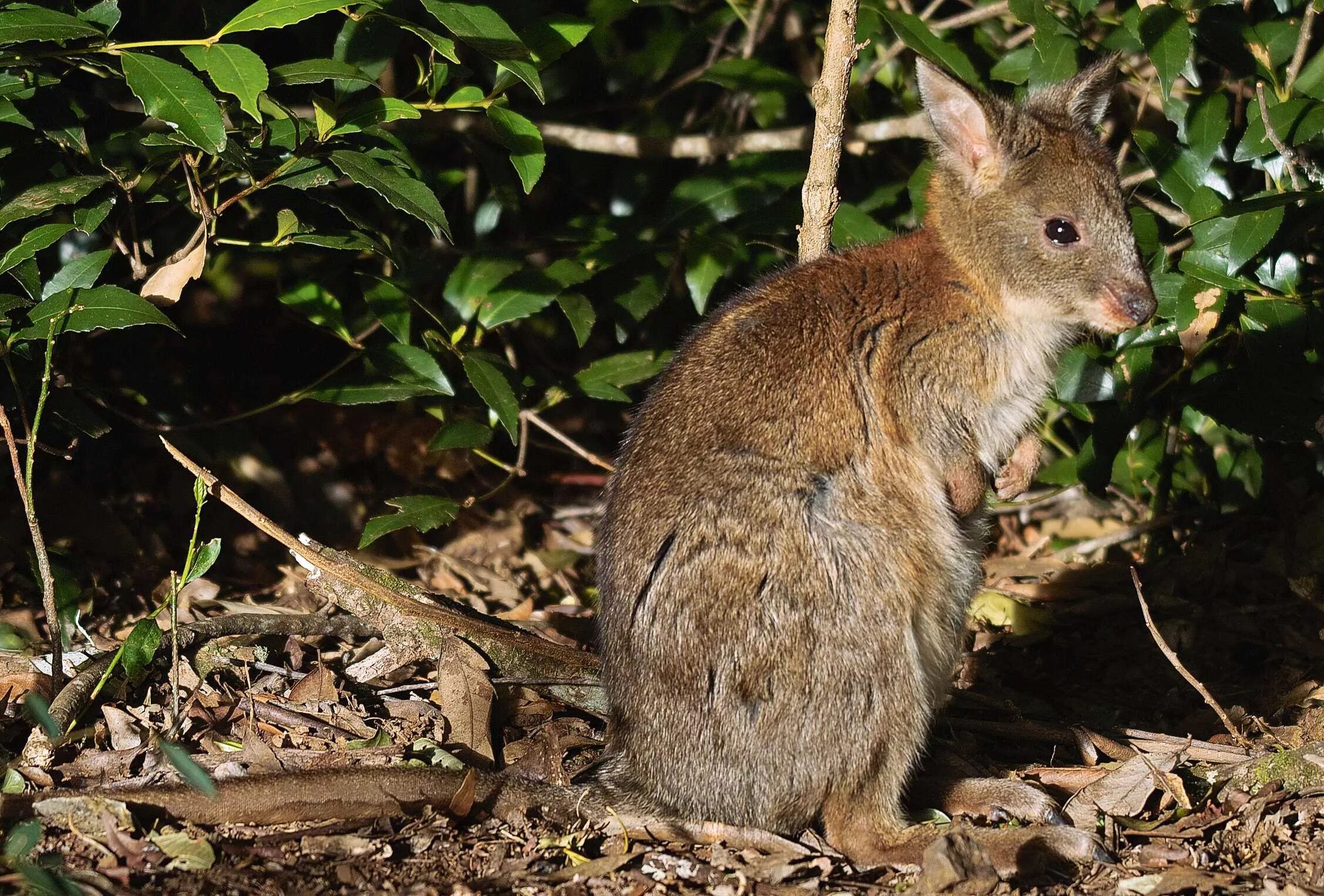 Почему сумчатые сохранились в австралии. Бандикут (сумчатый барсук). Малый кроличий бандикут. Коротконосый бандикут. Кроличий бандикут Австралии.