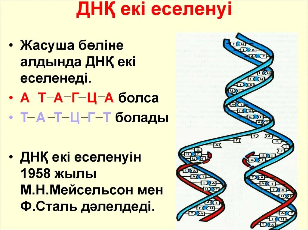 ДНК дегеніміз не. Репликация молекулы ДНК. ДНК есептер. ДНҚ моделі.