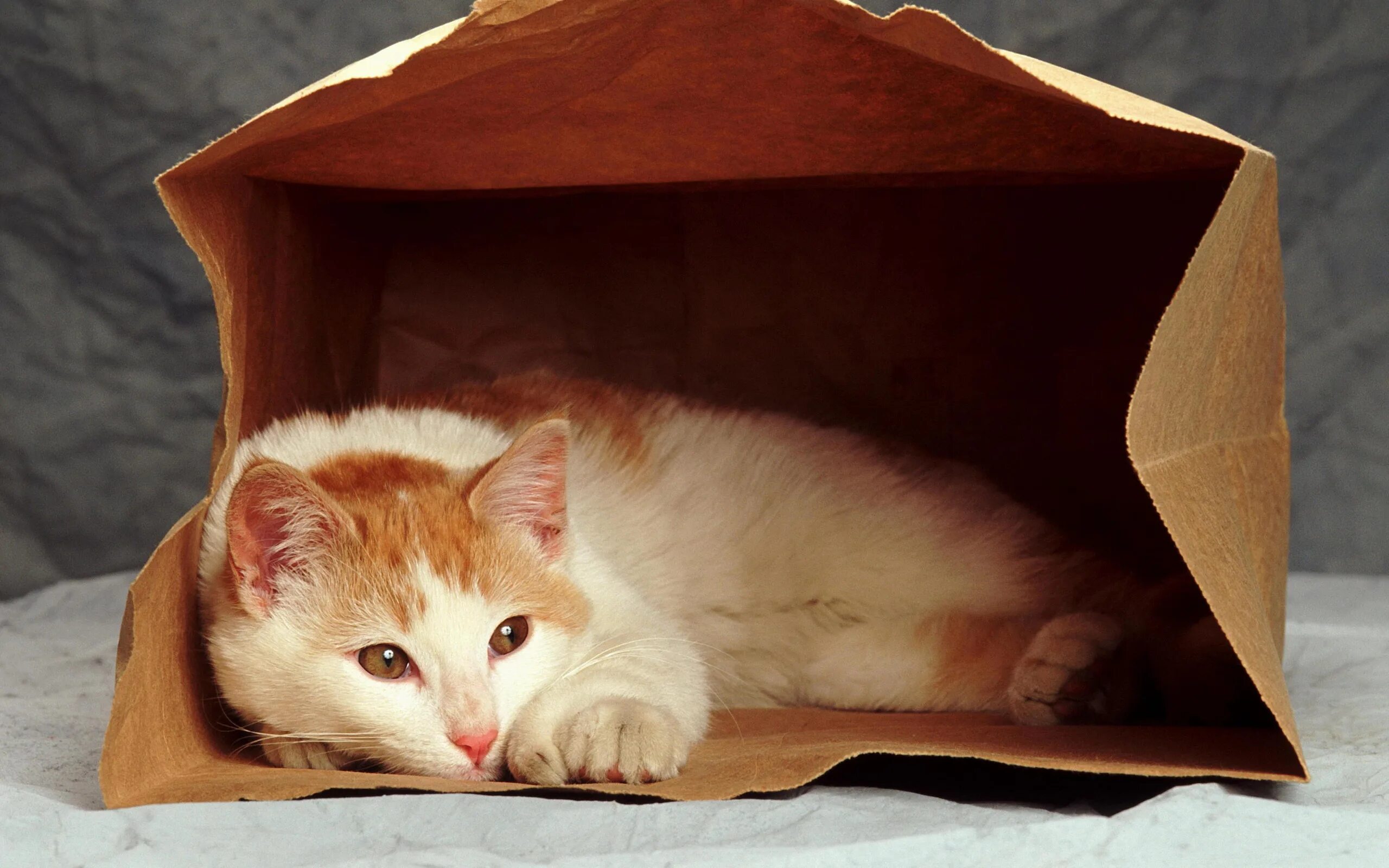 Рыжий кот в коробке. Домик для кота. кот в коробке. котик в пакете бумажном. рыжий котенок в коробке.