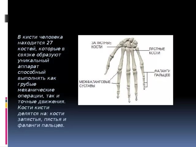 Кости кисти делятся на. Строение кисти. Функции кисти человека. Кости запястья делятся. Покажи запястье человека