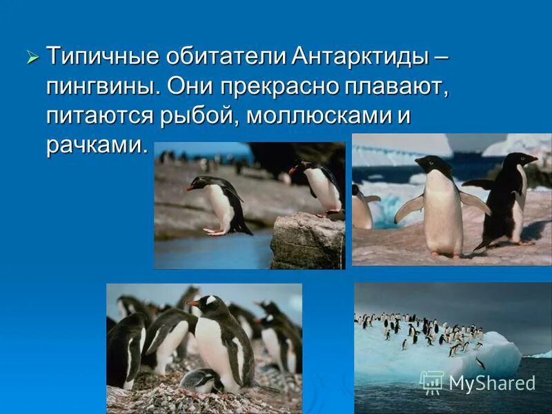 Типичные обитатели антарктиды. Животный мир антарктиды. обитатели антарктиды для детей. информация о животных антарктиды. пингвины антарктиды презентация.
