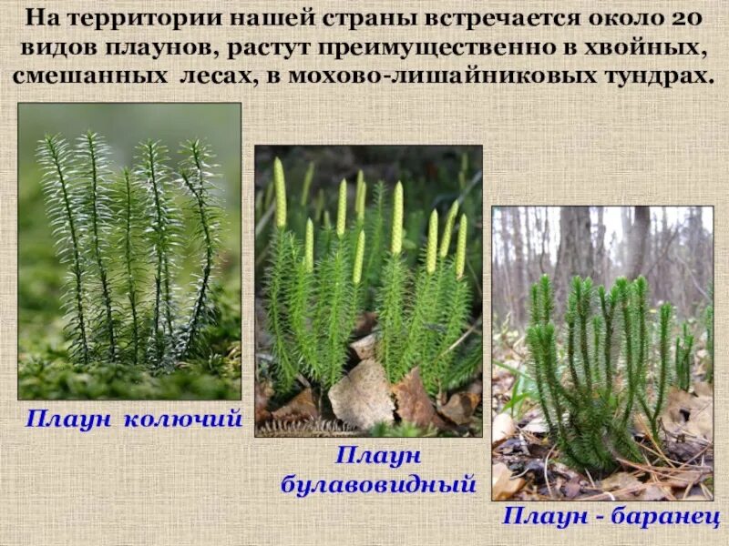 В чем заключается значение хвощей