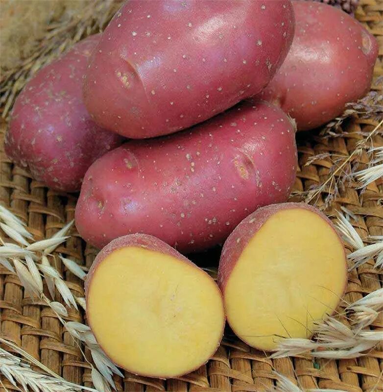 Купить картофель в ленинградской области. Сорт семенной картофель Рамона. Сорт картофеля Мираж. Сорт картофеля Розара. Картофель сорт Сесиль.