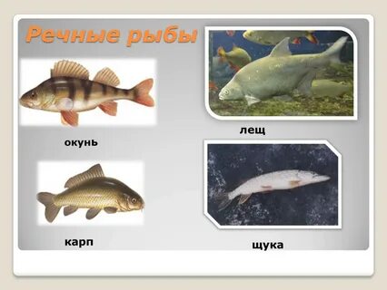 Рыба 1 2 что это